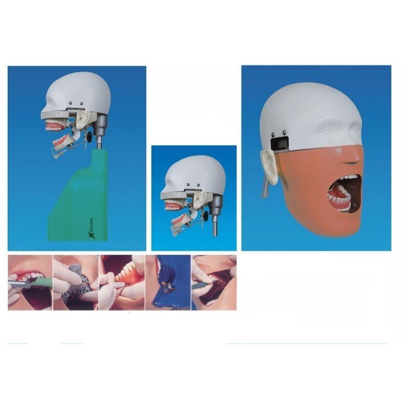 Model practica dentara cu tors