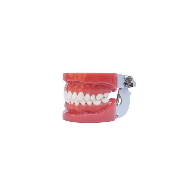 Model practica dentara cu tors