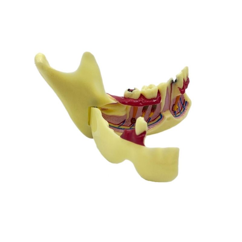Model practica mandibula