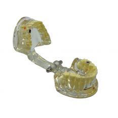 Model pediatric cu dentitie mixta si carii