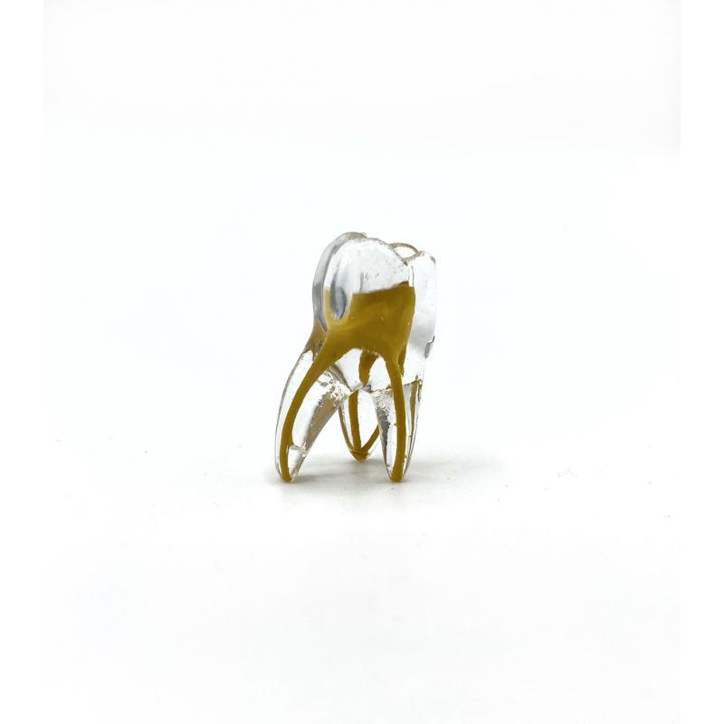 Dinte 3D training L6 drept inferior