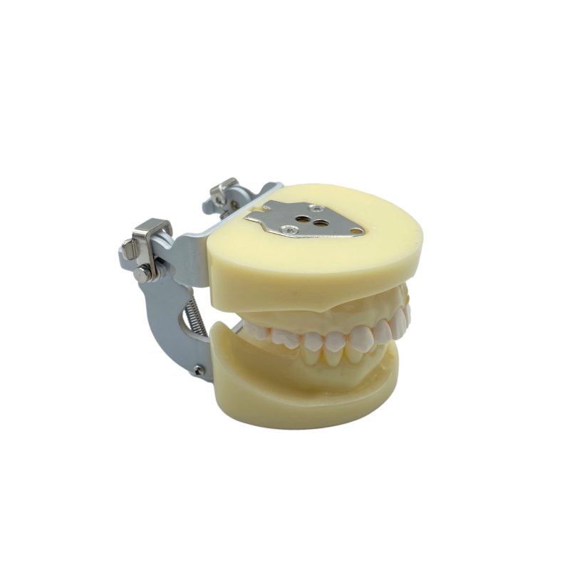 Fantoma practica cu canal radicular