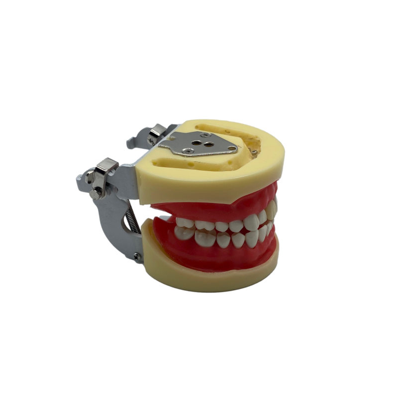 Fantoma practica pentru implantologie