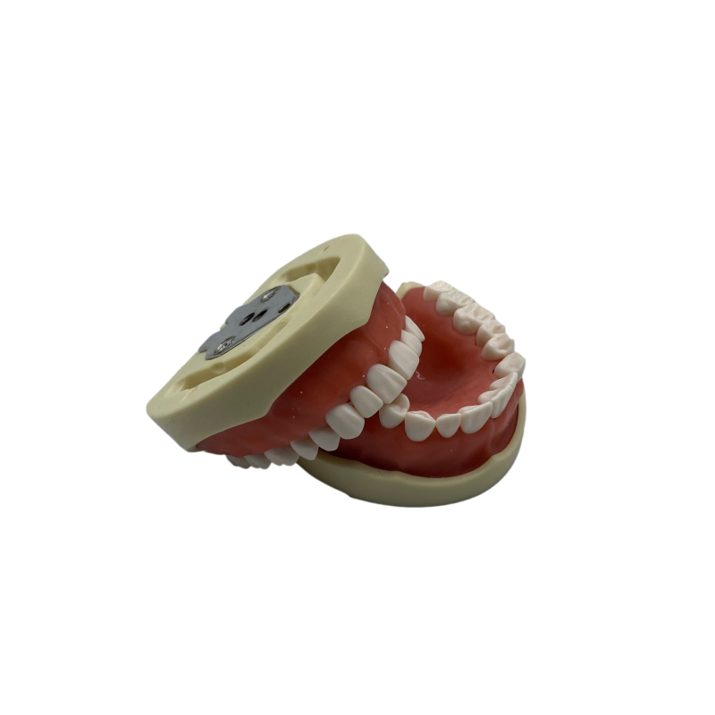 Model superior pentru practica stomatologica