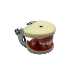 Fantoma practica pentru sinus lift