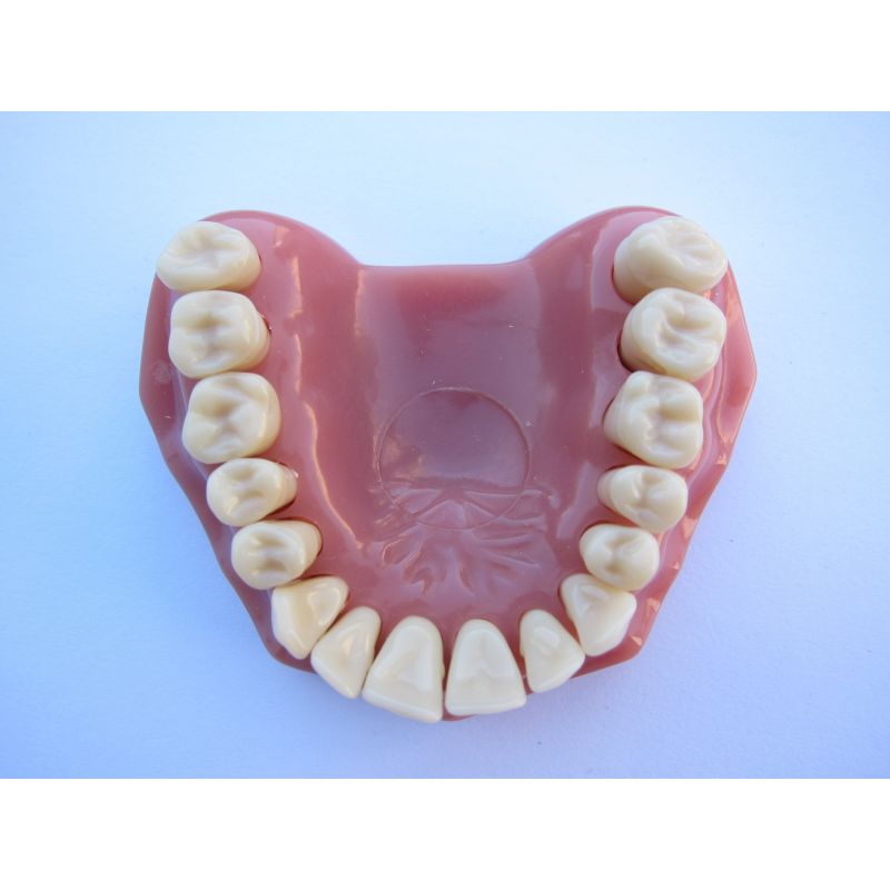 Model educational Fantoma