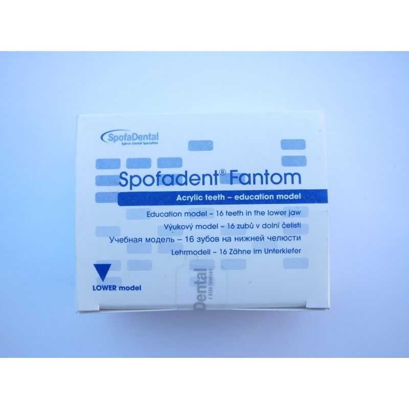 Model educational Fantoma