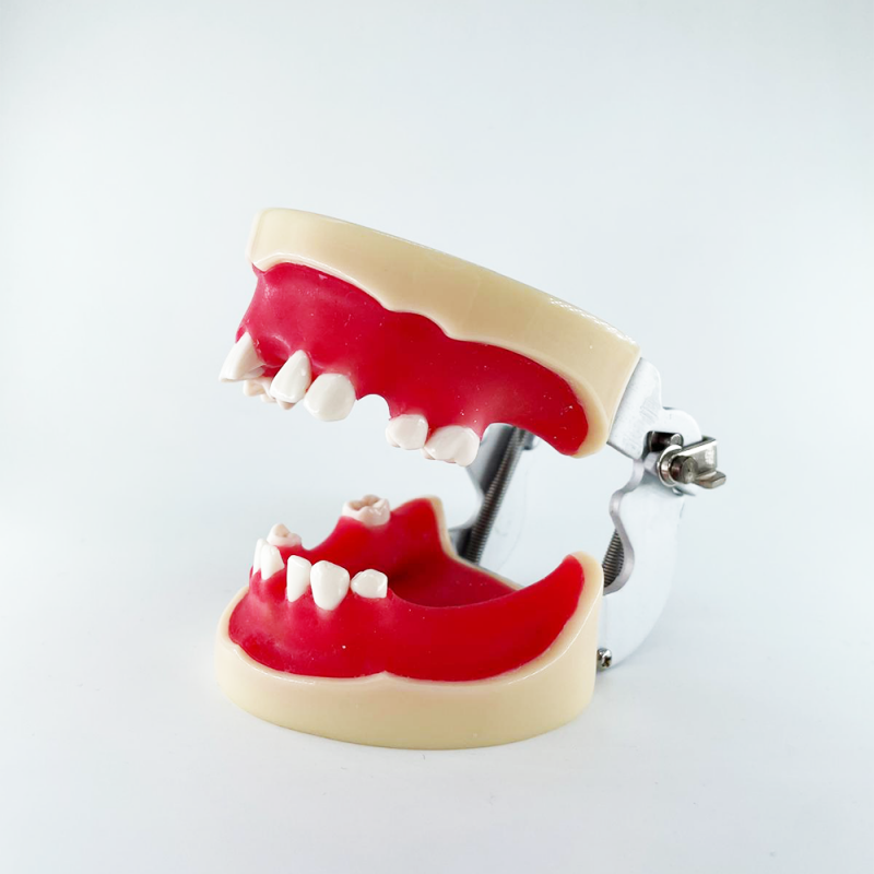 Model articular practica implantare