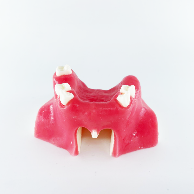 Model practica implantologie cu mandibula